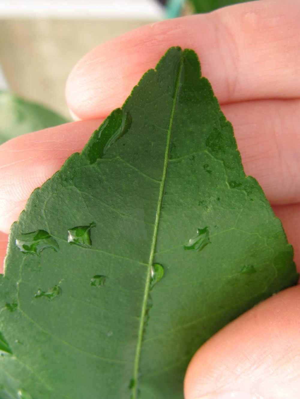              Margin (Phillip Rucks Citrus Nursery, Frostproof, FL)       